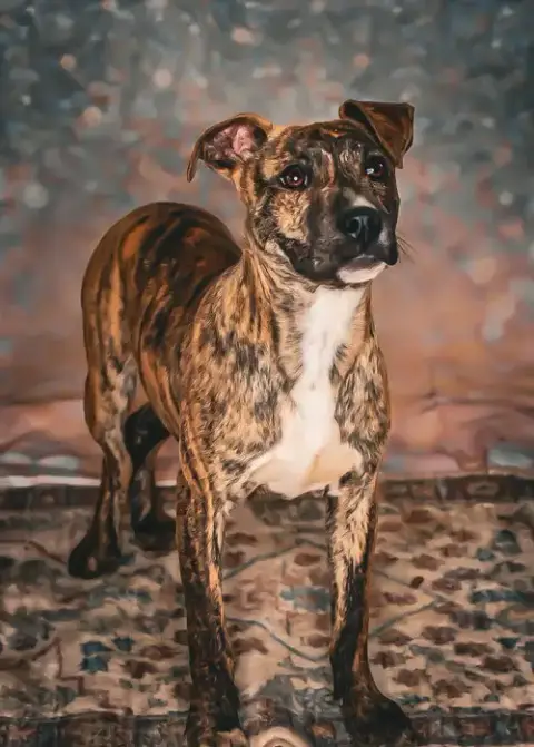 Ruckus