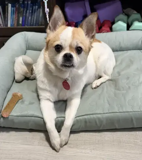Louie photo 2