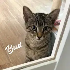 Bud #Tabby-Brigade