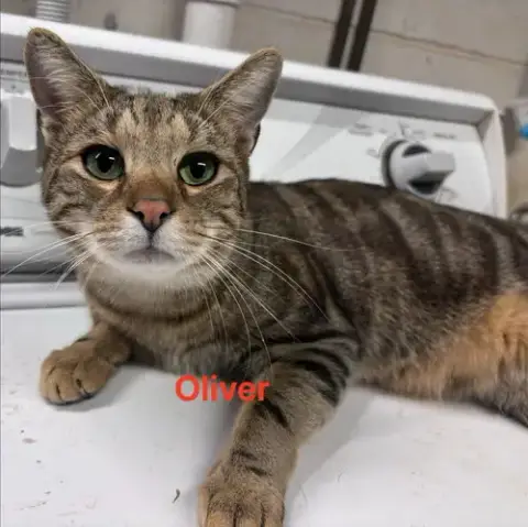 Oliver: Not At Shelter photo 2