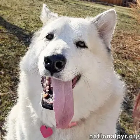 Milo In Pa
