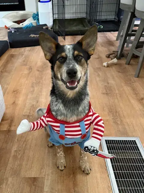 Banjo