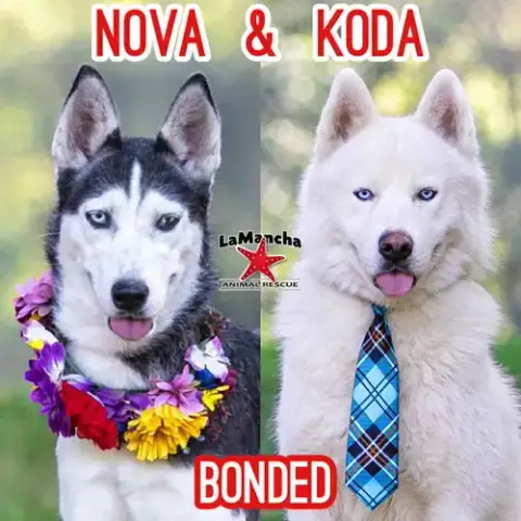Koda Bonded With Nova