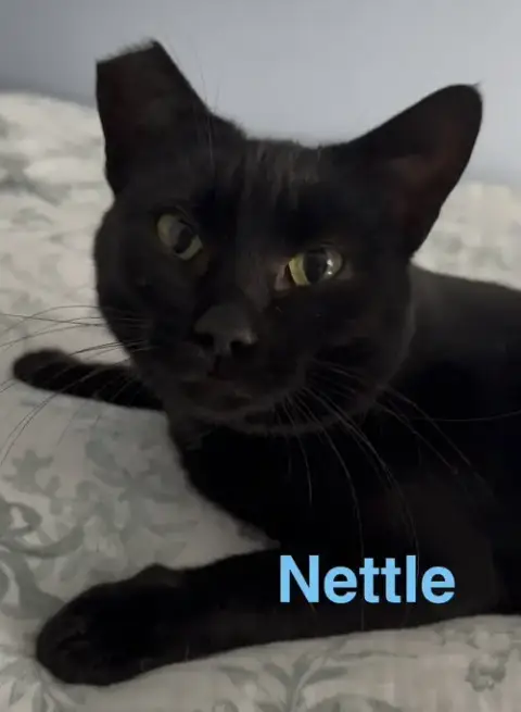 Nettle