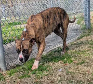 Nova