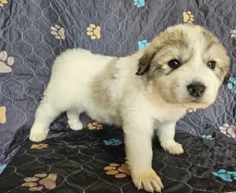 Moana