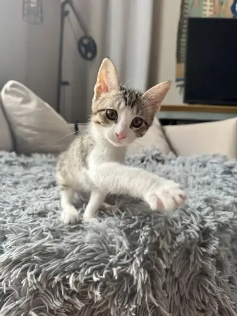 Charm