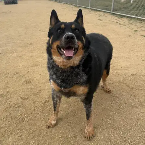 Bluey