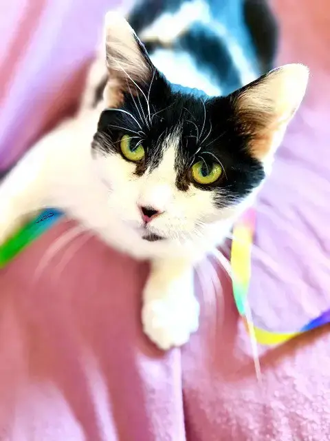 Priscilla photo 5