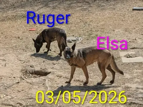 Ruger photo 5