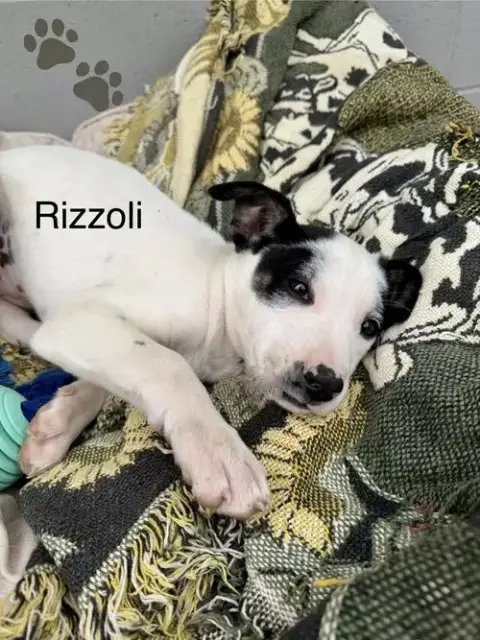 Rizzoli