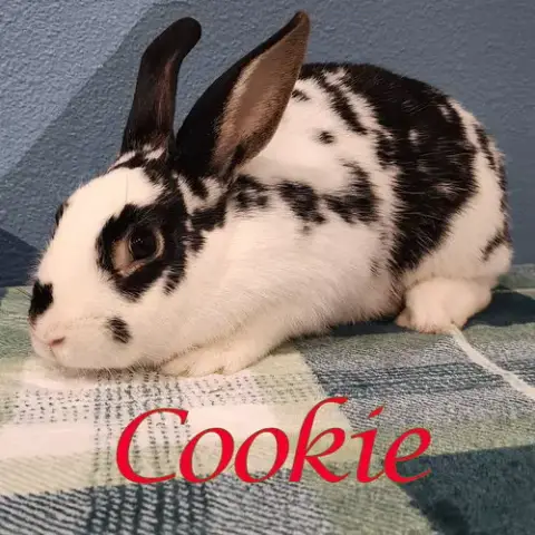 Cookie photo 2