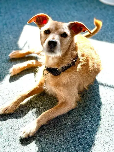 Bruno