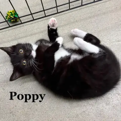 Poppy photo 3