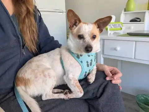 Millie