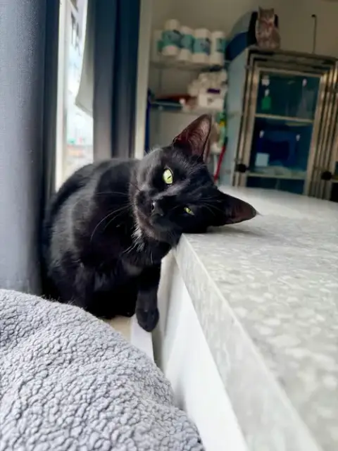 Tilly photo 2