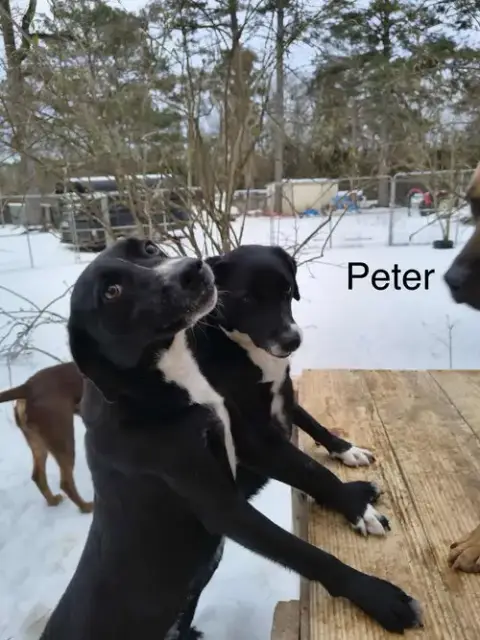 Peter photo 5