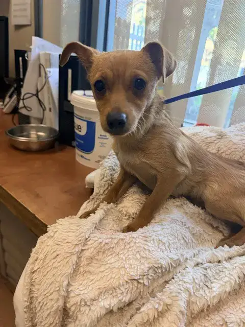 Roo
