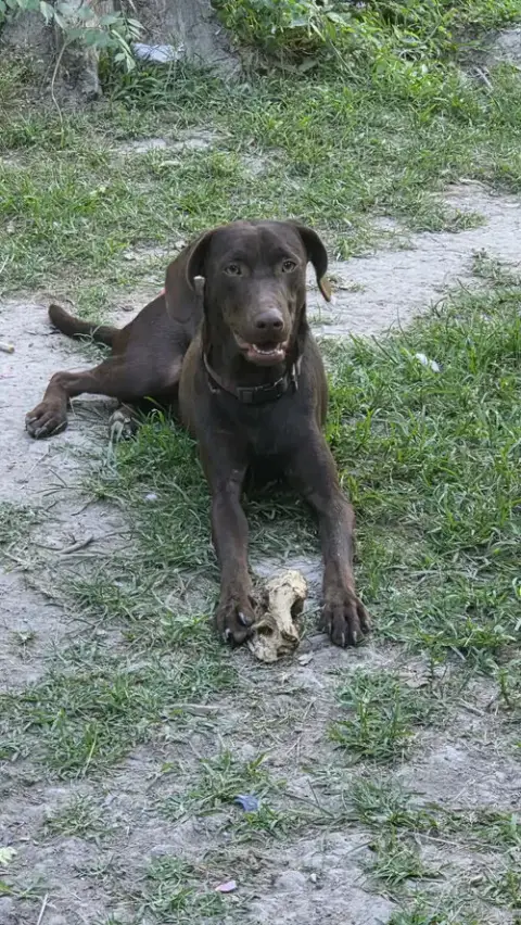 Max- Adventure Buddy Awaits photo 4