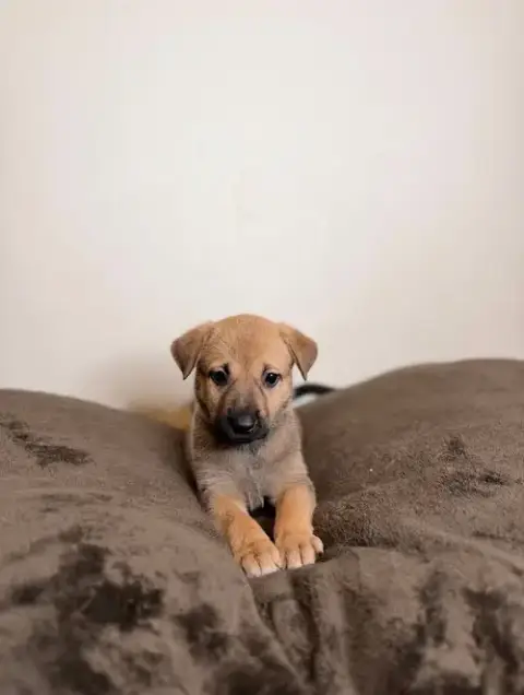 Little Dipper