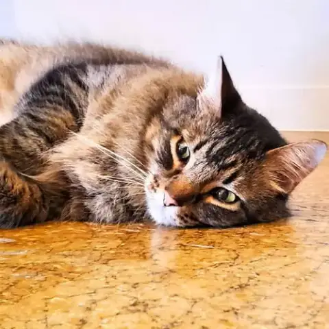 Sammy