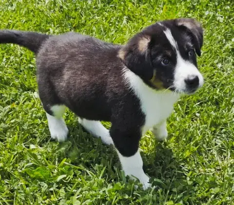 Puppy Bear Bear photo 2