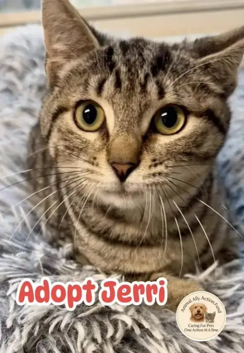 Jerri