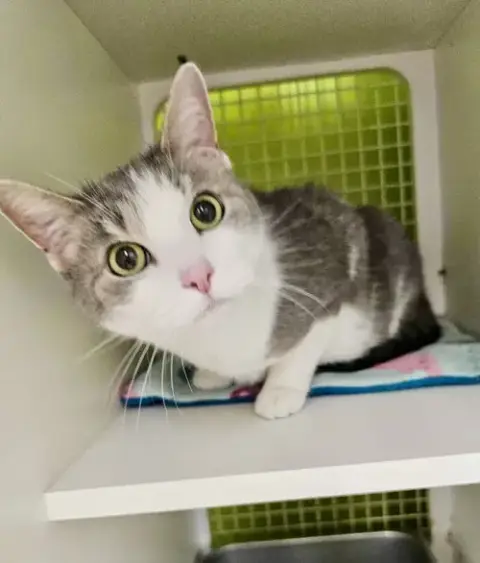 Rosie