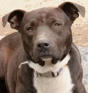 Walter