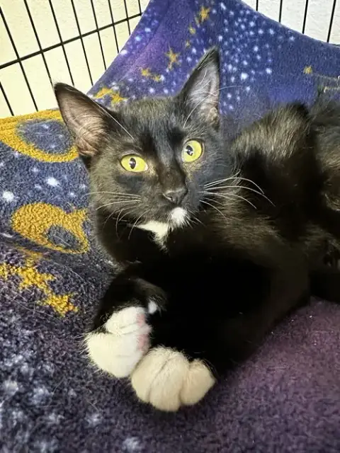 Mittens photo 2