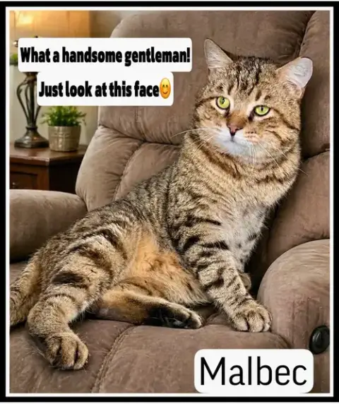 Malbec