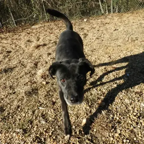 Pebbles photo 2