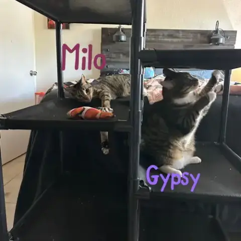 Milo "Nickel photo 4