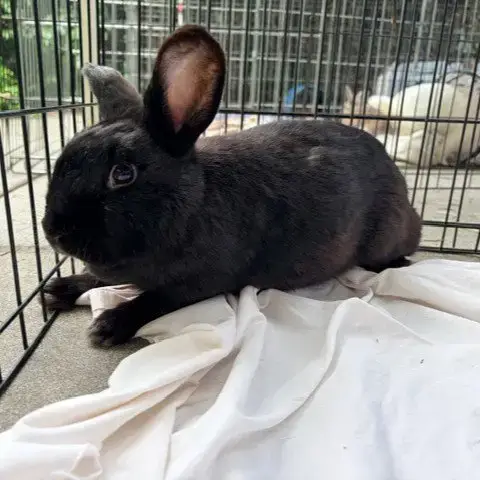 Peppercorn