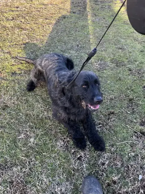 Milo photo 2