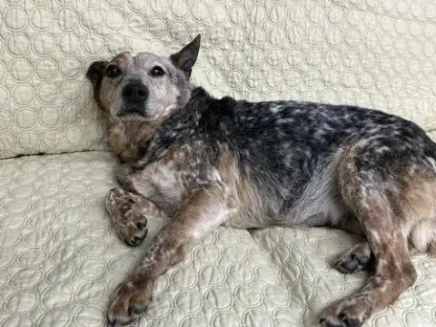 Ellen
