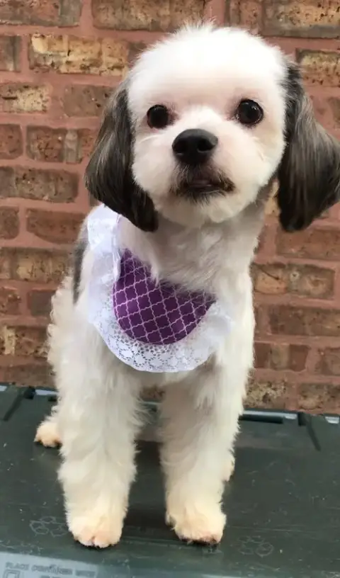 Poppy