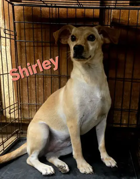 Shirley photo 3