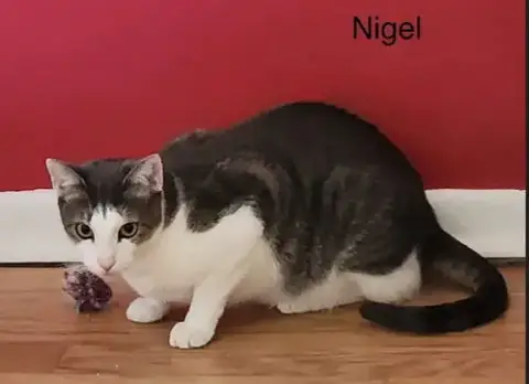 Nigel photo 3