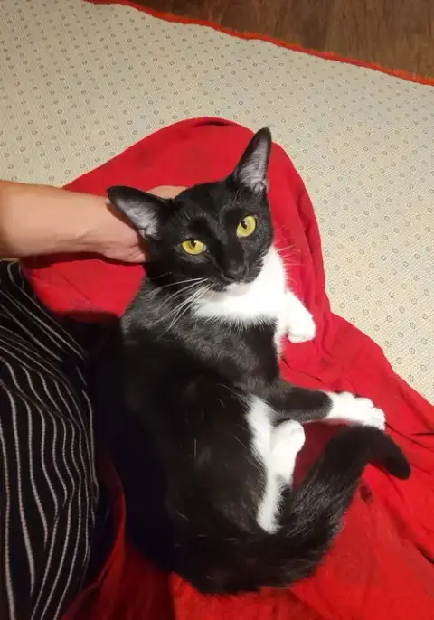 Maisie  Felv+ photo 3