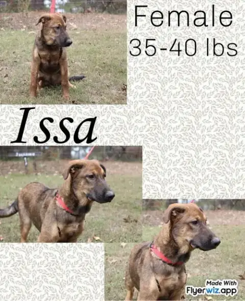 The Shepherd Litter photo 3