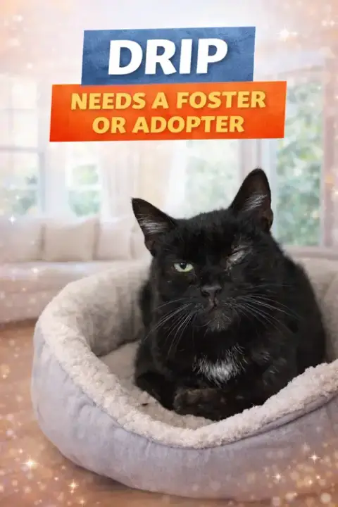Drip: Medical Foster Requested photo 2