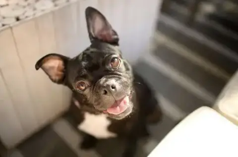 Bebe