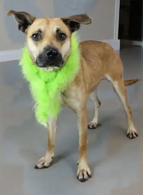 Nala