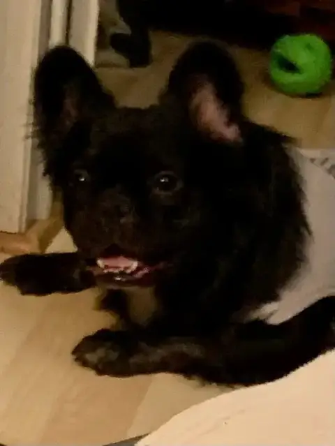 Capone photo 5