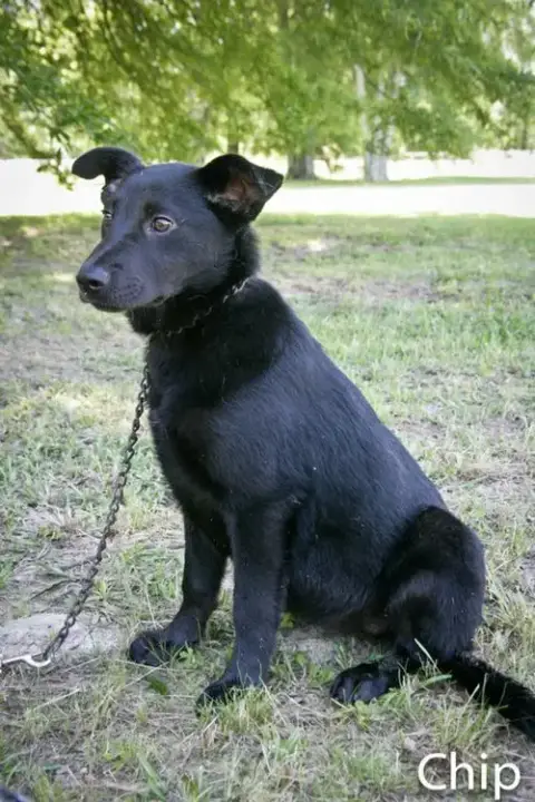 Chip photo 3