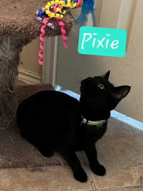 Pixie photo 2