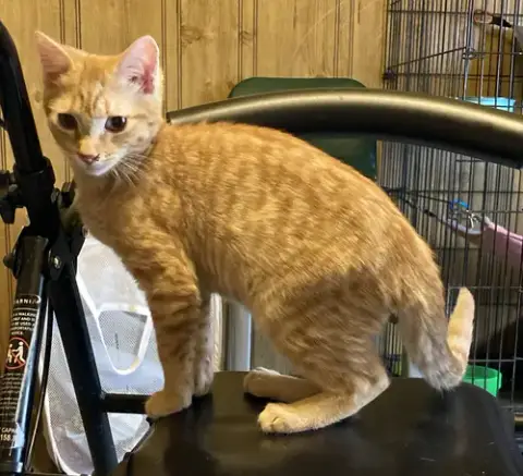 Ash