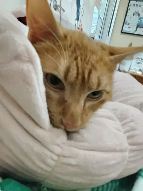 Mr. Milo photo 4