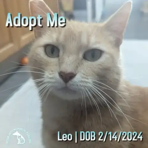 Leo